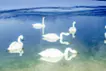 Whooper Swans