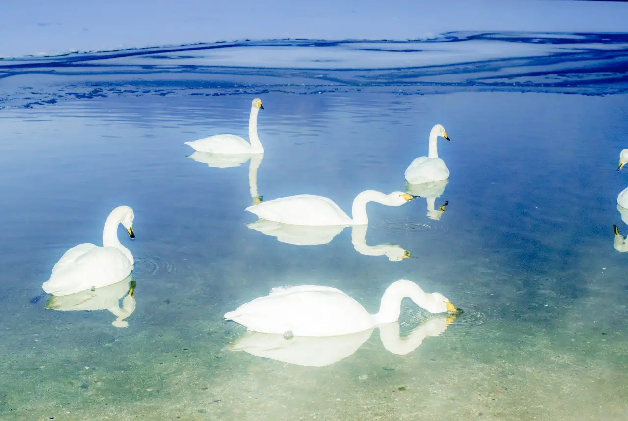 Whooper Swans
