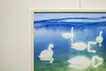 Whooper Swans