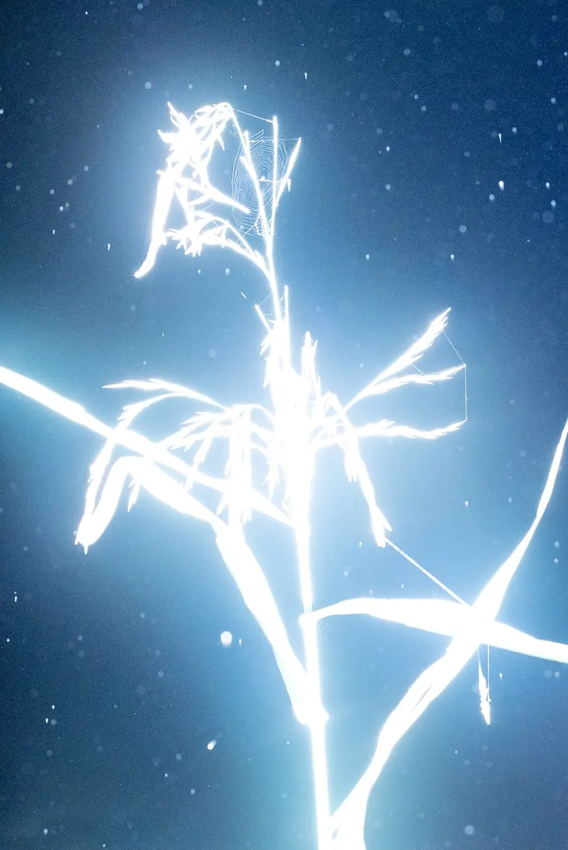 Luminous Plants #1 by 遠藤文香