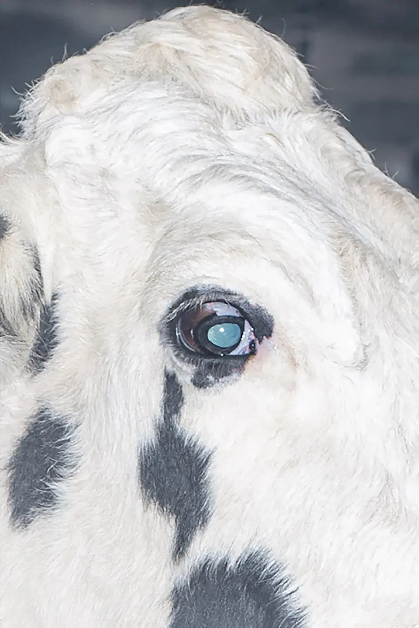 Cow Eye by 遠藤文香