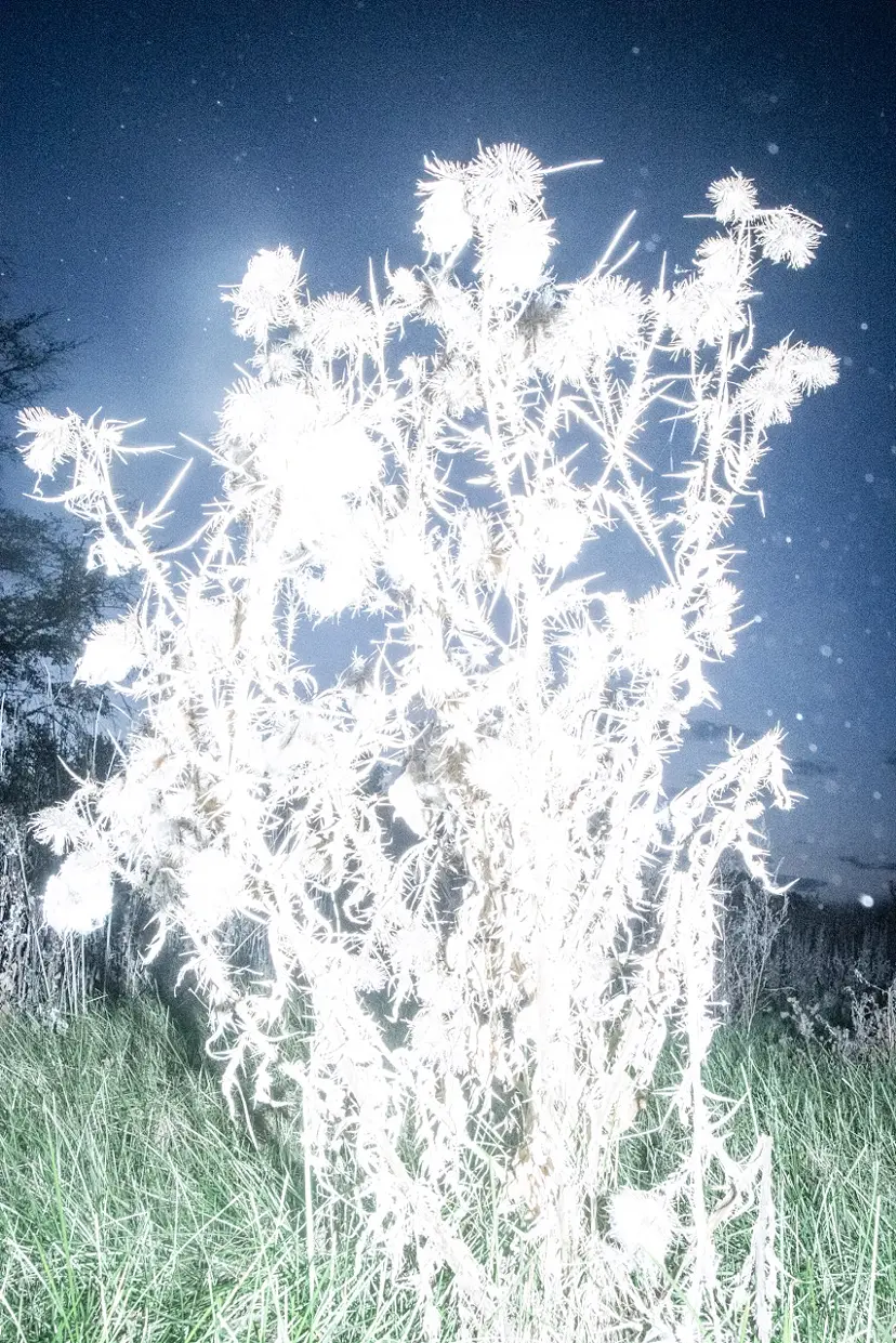 Luminous Plants #2 by 遠藤文香
