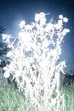 Luminous Plants #2