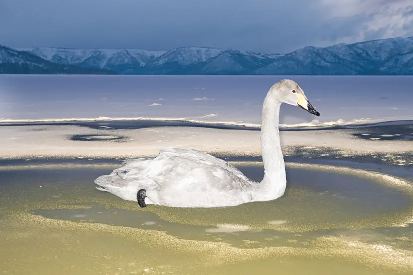 A Young Whooper Swan by 遠藤文香