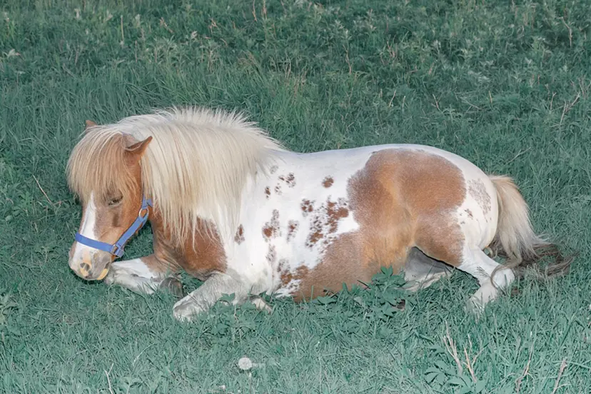 A Horse Lying down by 遠藤文香