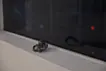 人魚