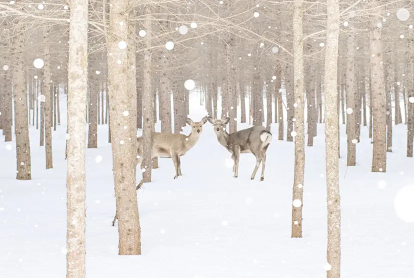 A couple of Deer by 遠藤文香