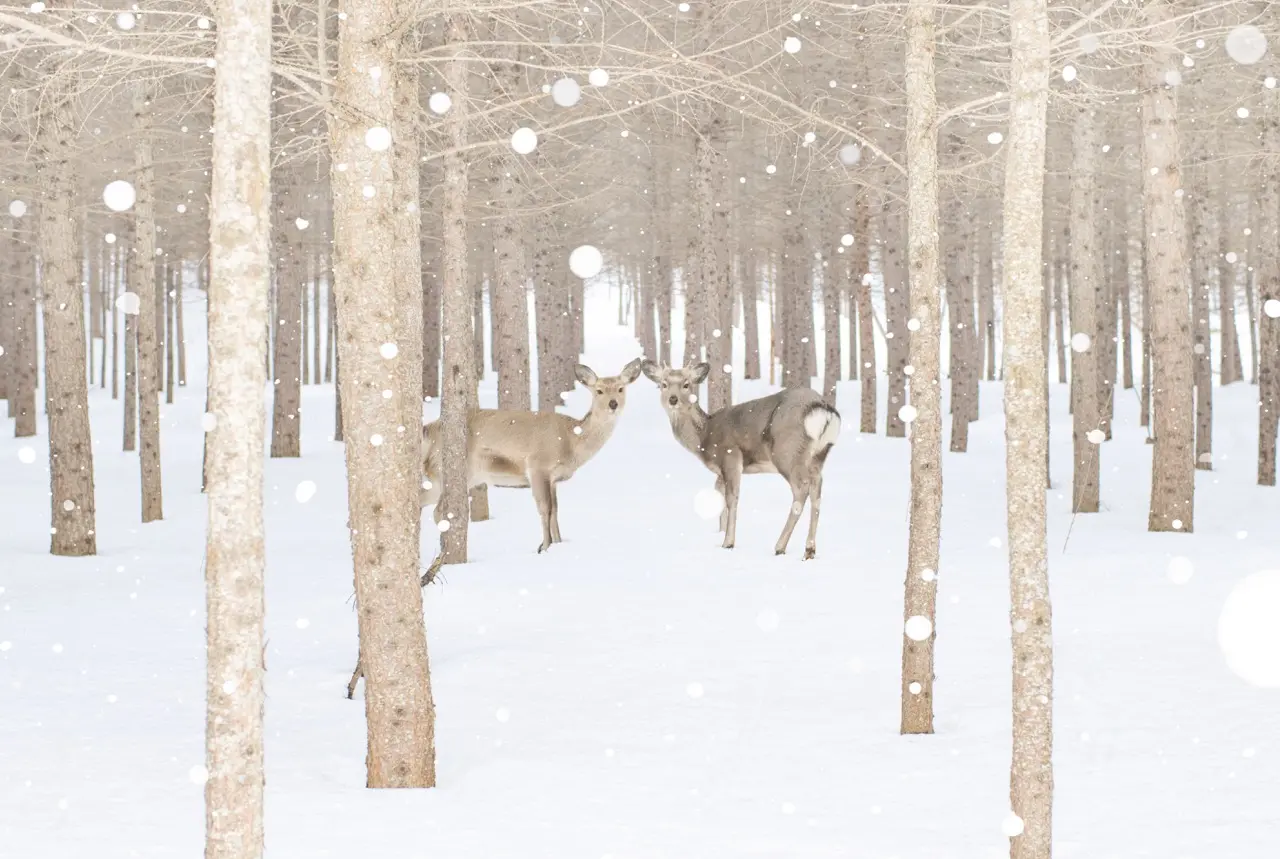 A couple of Deer