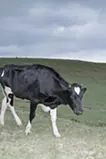 Cow with Heart
