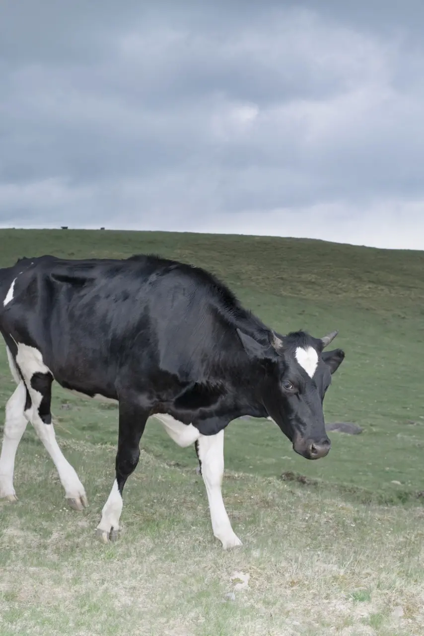 Cow with Heart