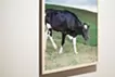 Cow with Heart