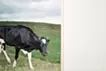 Cow with Heart