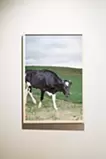 Cow with Heart