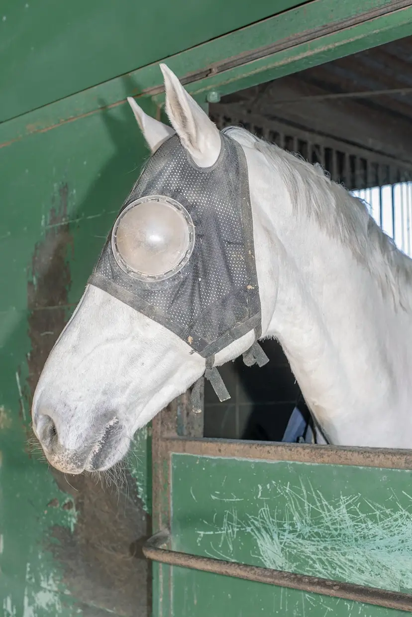 Horse with Eye Mask by 遠藤文香