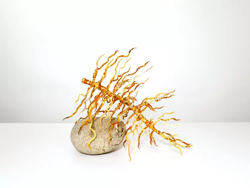 Rooted in Hope by 宮下ゆり