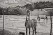Dutch horses