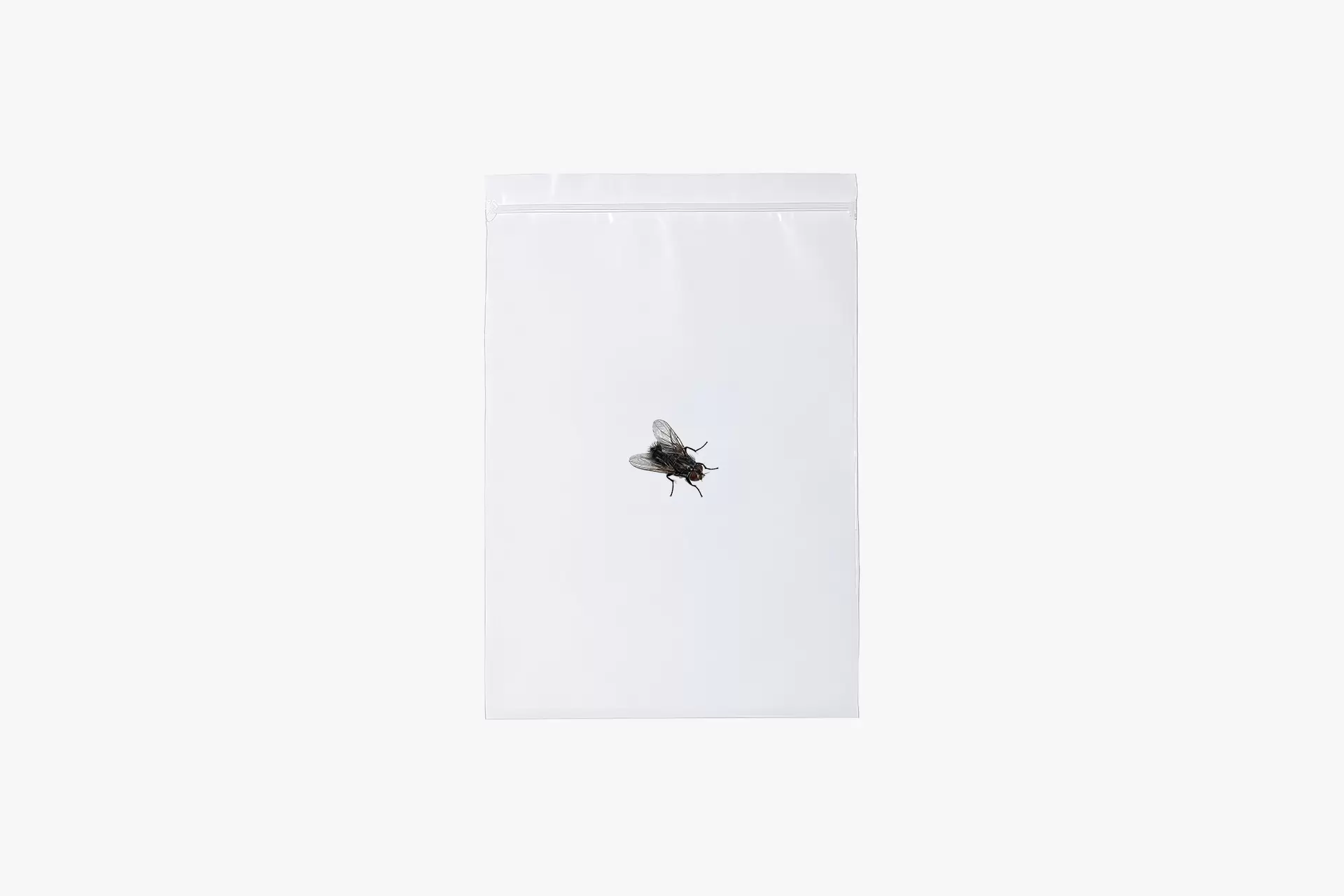 Fly