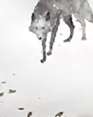 Wolf 3