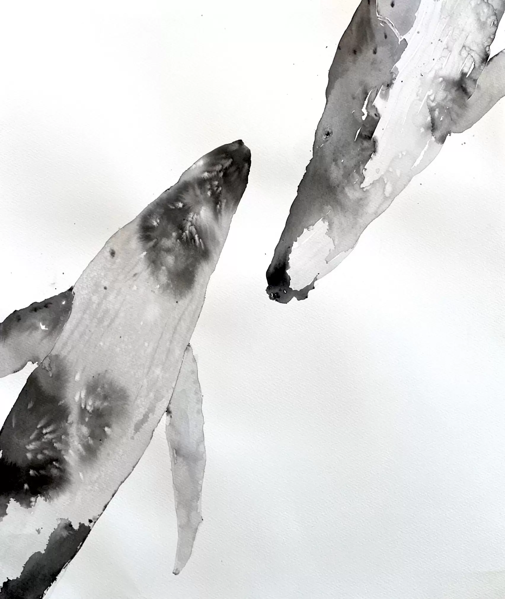 Whale 7