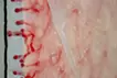 SKIN L-2