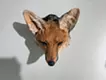 Proof of Life -キツネ-