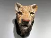 Proof of Life -ヒョウ-