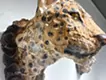 Proof of Life -ヒョウ-