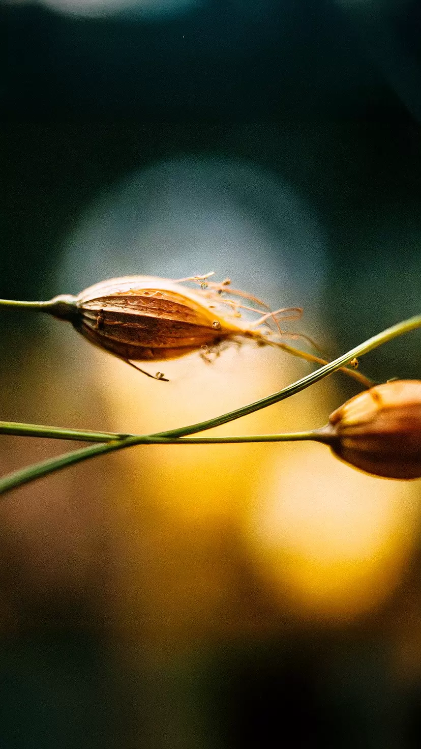 Floral Prompt #08 - Motion Syntax by Misato Kurimune