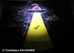 Flying Cat _ (Flying Zodiac animal Series - "EXTRA")