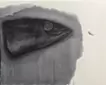 魚を体内に