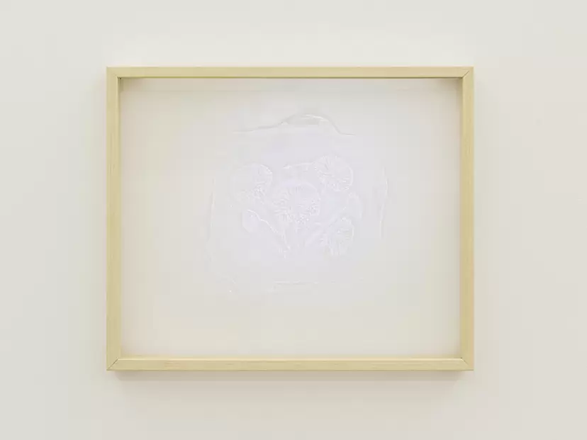 english daisy (from "specimen") by Masaru Aikawa