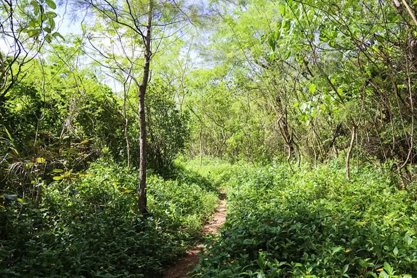 Sleeping Trees: Okinawa Nago Henoko by Sayaka Uehara