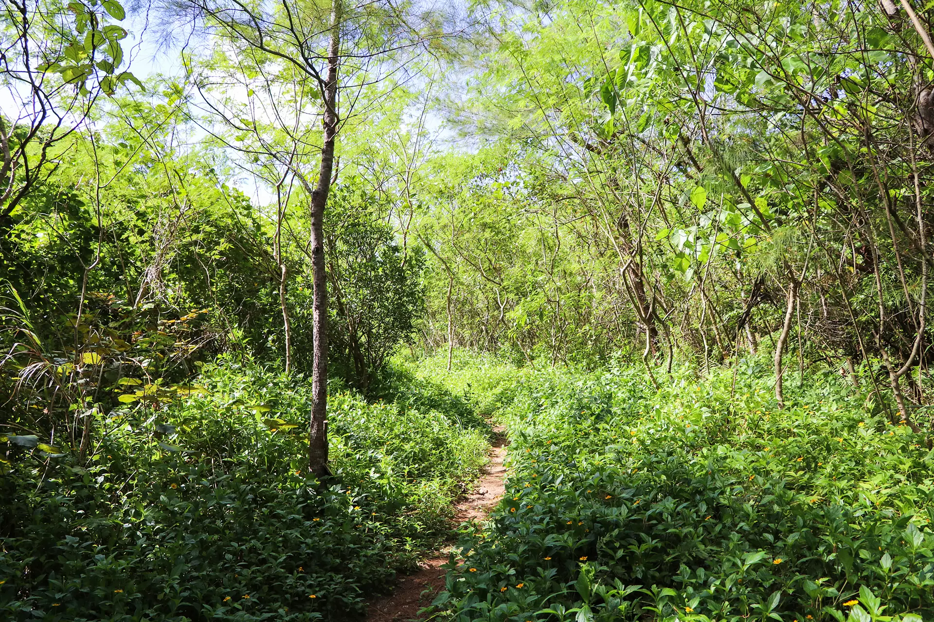 Sleeping Trees: Okinawa Nago Henoko