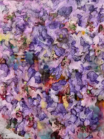 cattleya