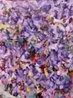 cattleya