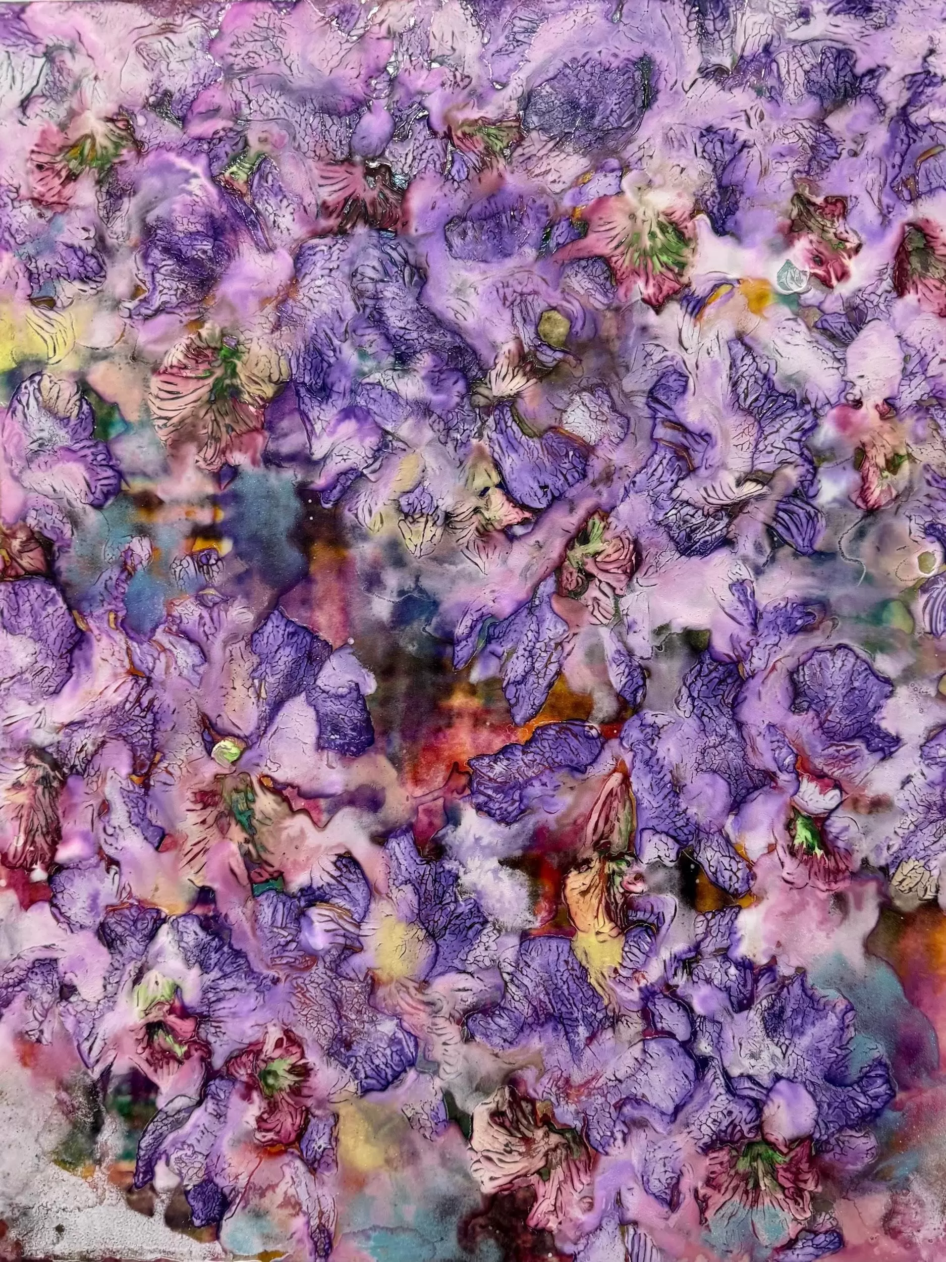 cattleya