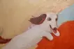 歓迎