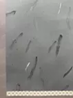 イカ　遊泳