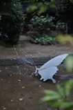 右の翼、天候