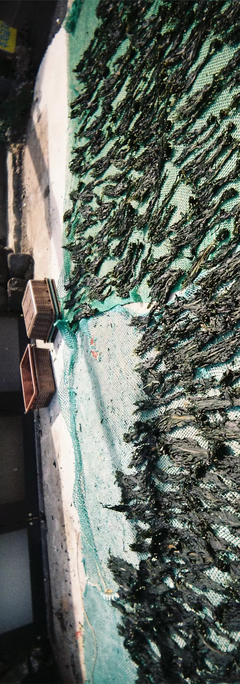 Seaweed by Ryhan M.Y.