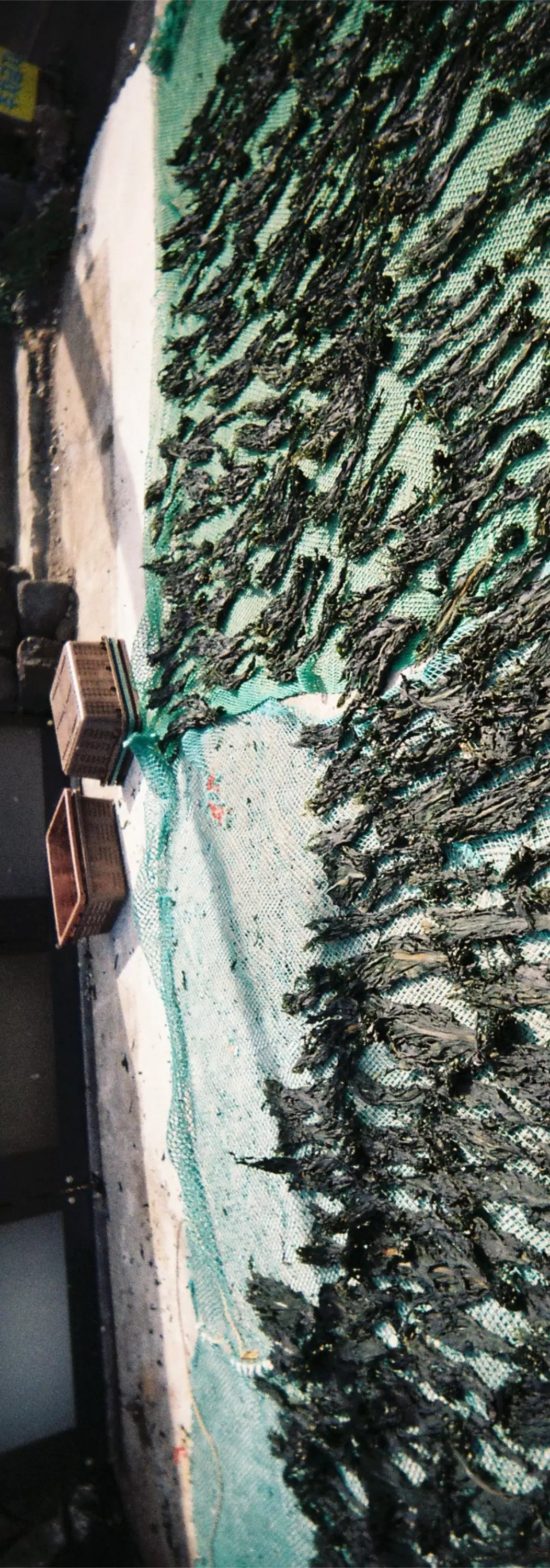 Seaweed