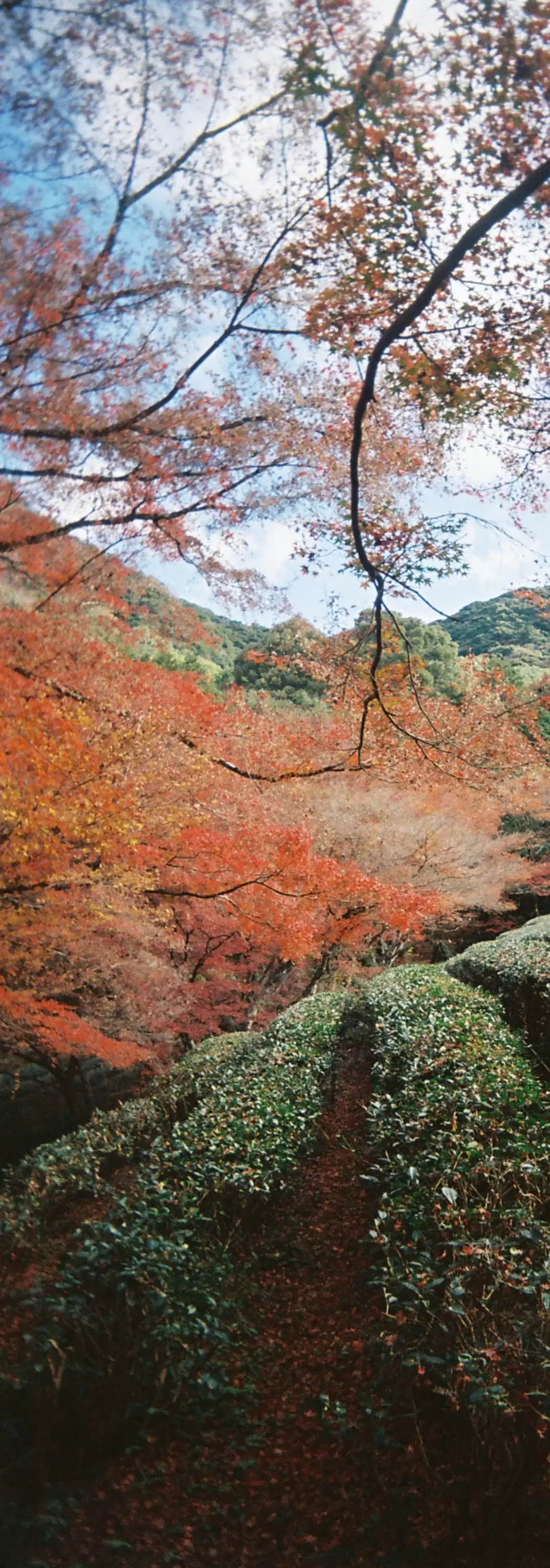 Chabatake (I)