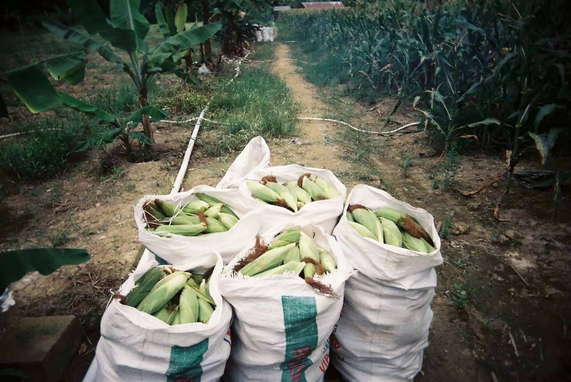 Corn