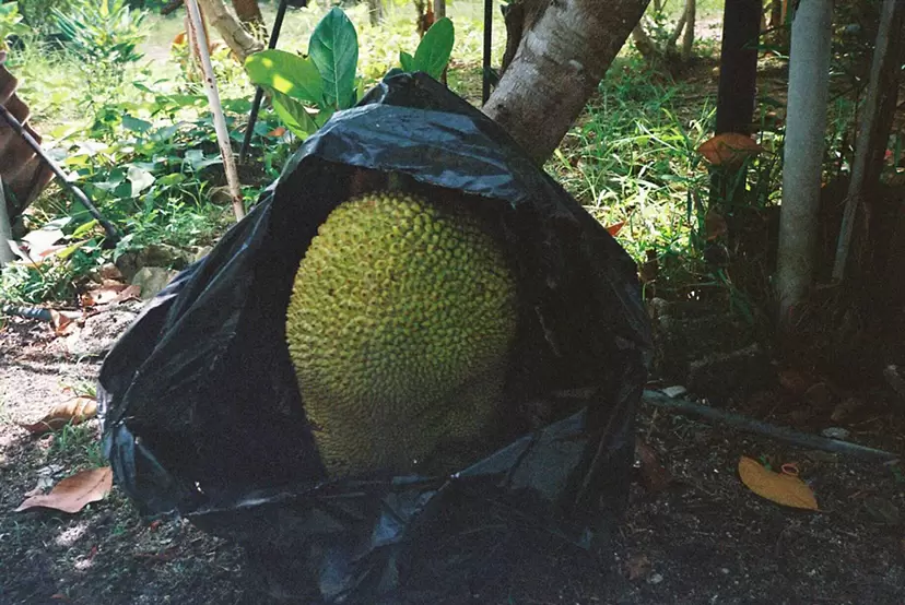 Jackfruit by Ryhan M.Y.