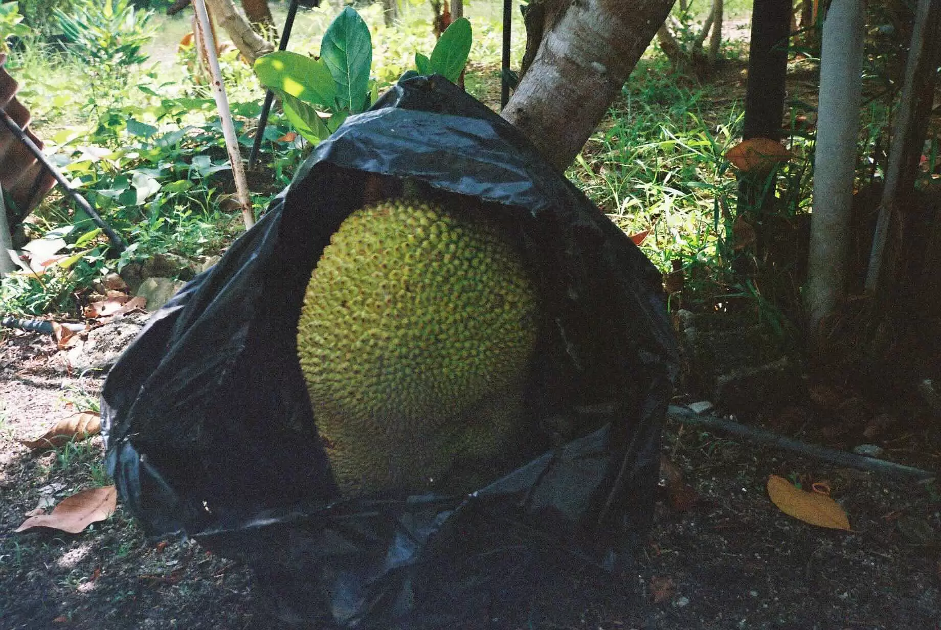 Jackfruit