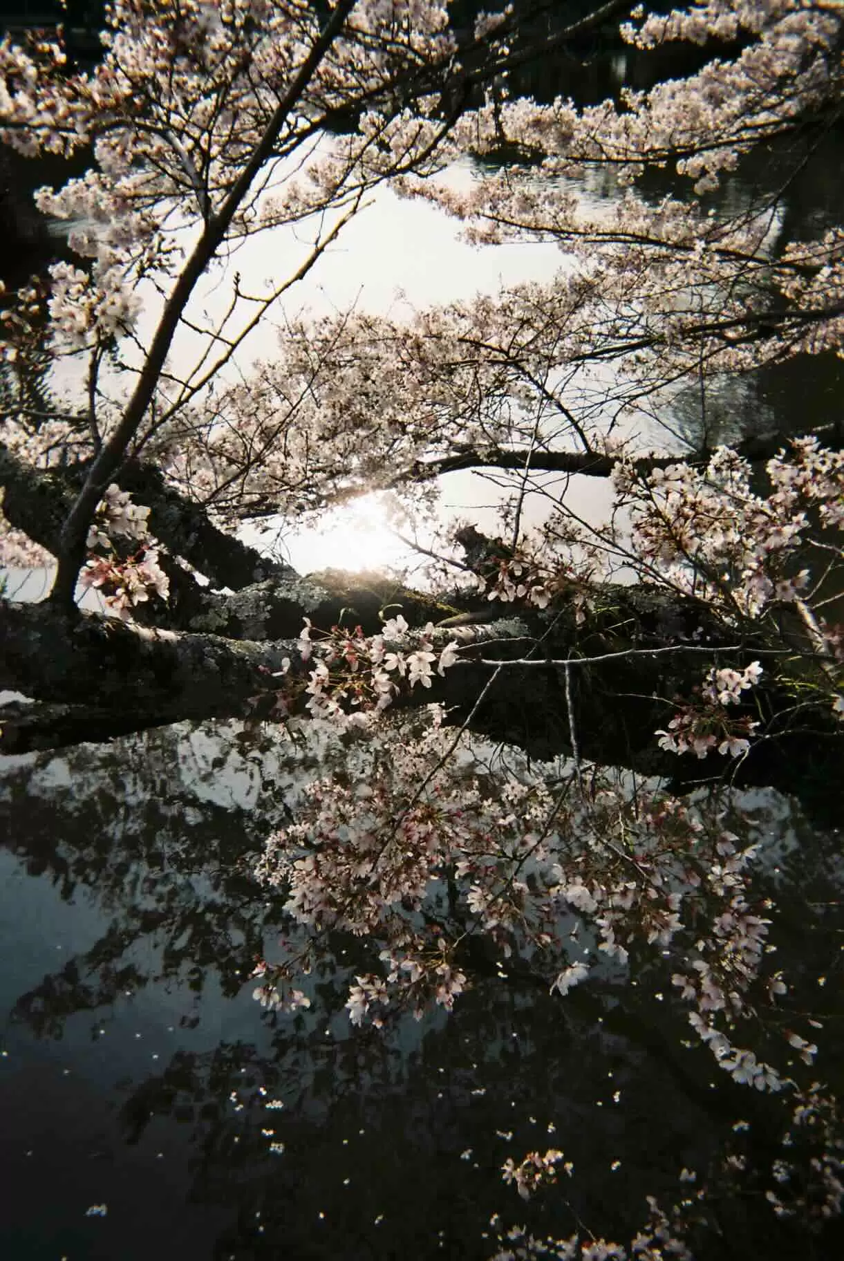 Sakura
