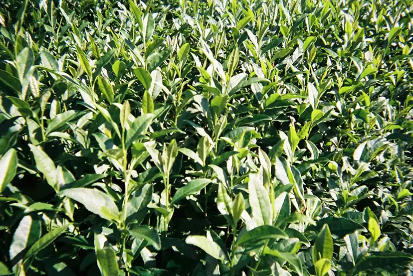 Tea leaves by Ryhan M.Y.