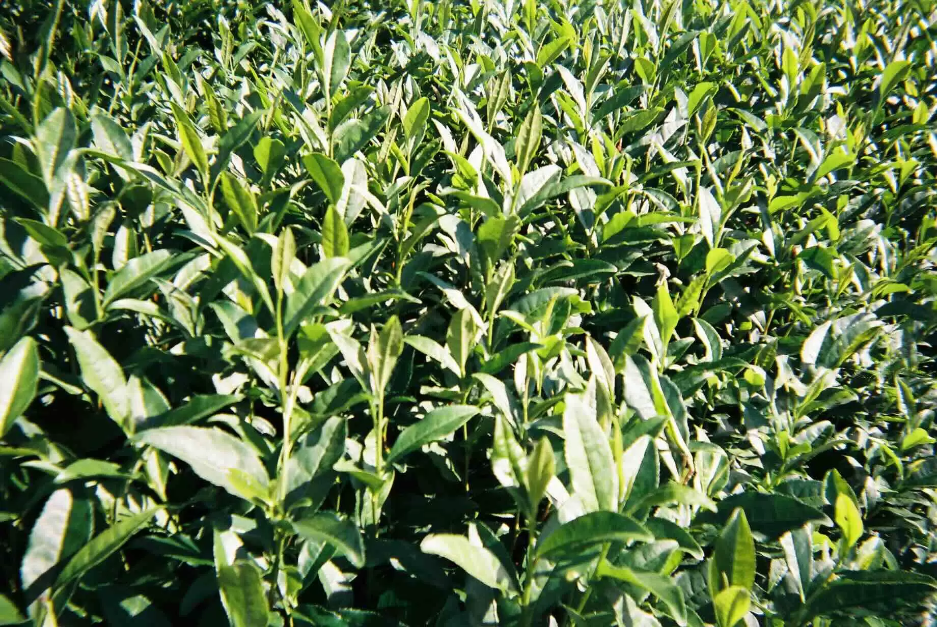 Tea leaves