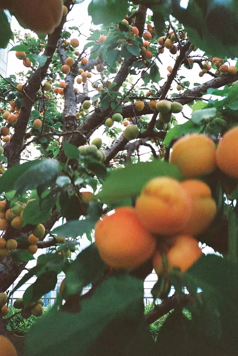 Plum by Ryhan M.Y.
