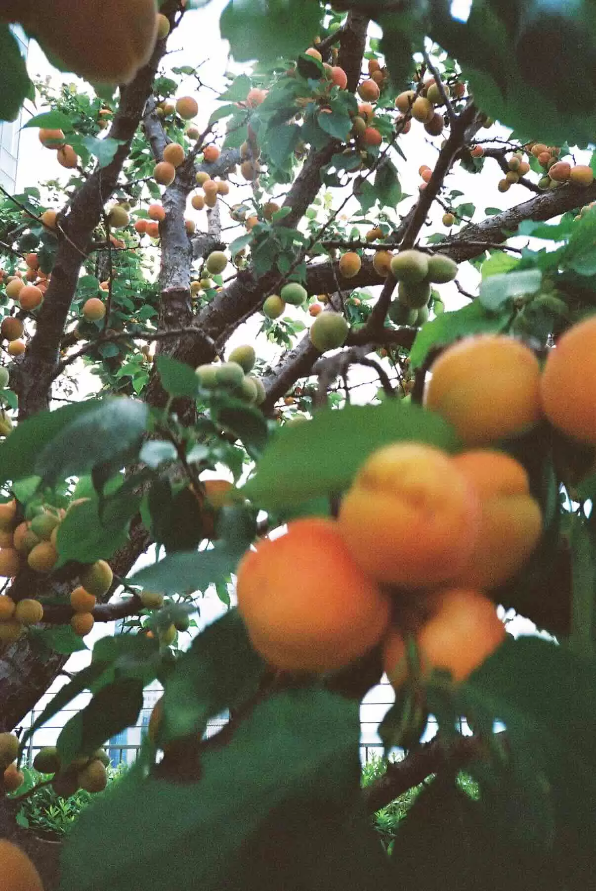 Plum